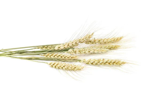 Wheat Ears Isolated White Background — Stock Photo, Image