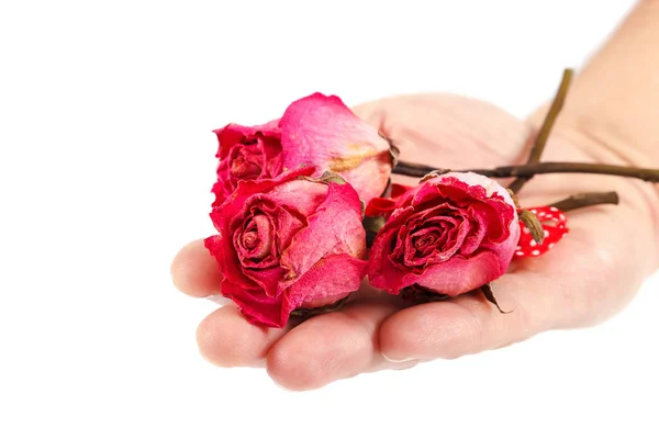 Trockene Blumen Rose Einer Weiblichen Hand Isoliert Auf Weißem Hintergrund — Stockfoto