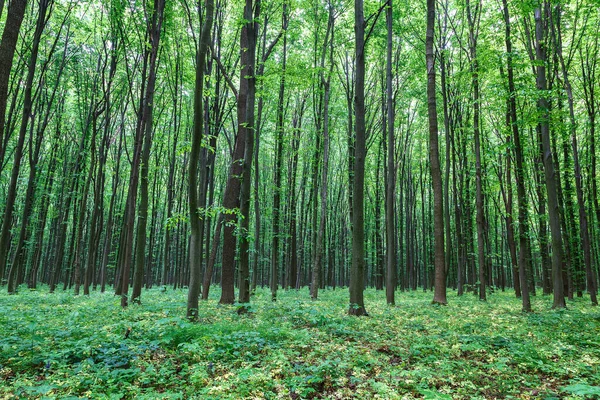 Groene Lente Natte Bos Met Paden Beken Rechtenvrije Stockafbeeldingen