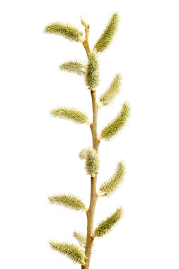 Beyaz arka planda soyutlanmış çiçek açan bir söğüt dalı..