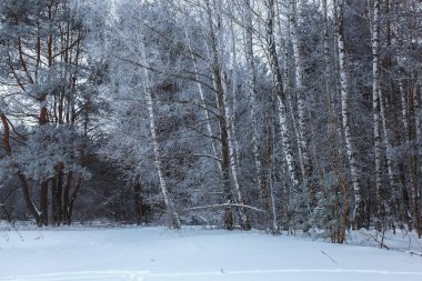 Beyaz kar altında kış çam ormanı. Manzara.