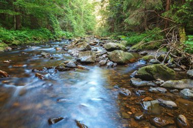 Dağ nehri deresi taşların ve ağaçların arasında.