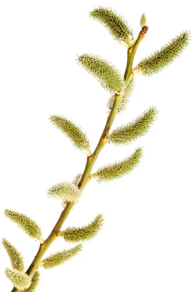 Branch Blossoming Willow Isolated White Background — Stock Photo, Image