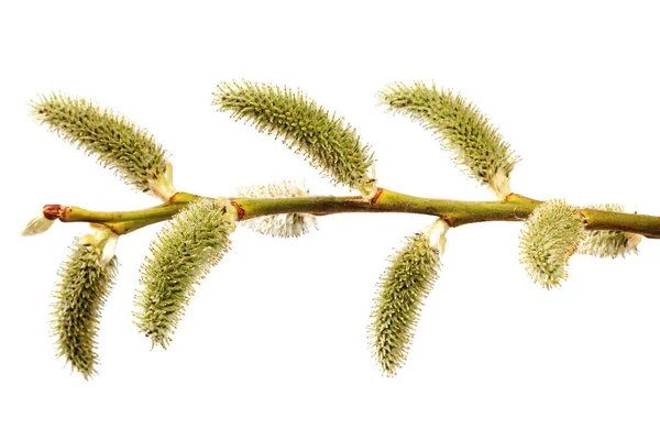 Une Branche Saule Fleurs Isolé Sur Fond Blanc — Photo