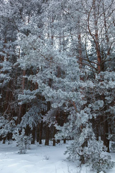 Bosque Pino Invierno Bajo Nieve Blanca Paisaje — Foto de Stock