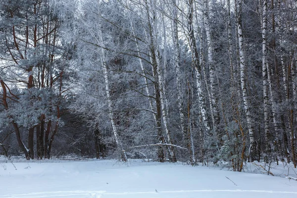 Het Dennenbos Van Winter Onder Witte Sneeuw Landschap — Stockfoto