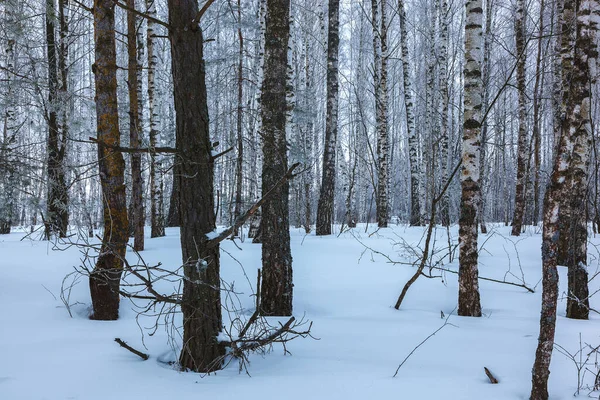 Vinter Tallskog Vit Snö Landskap — Stockfoto