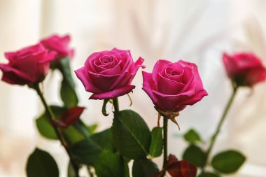 Su damlalarında pembe güller. Bir buket taze çiçek..