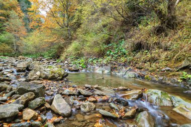 Dağ nehri deresi taşların ve ağaçların arasında.