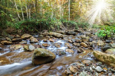 Dağ nehri deresi taşların ve ağaçların arasında.