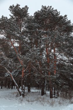 Beyaz kar altında kış çam ormanı. Manzara.
