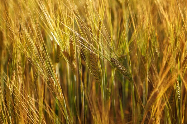 Ripe Ears Wheat Field Background — Stock Photo, Image