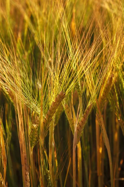 Спелые Колосья Пшеничного Поля Качестве Фона — стоковое фото