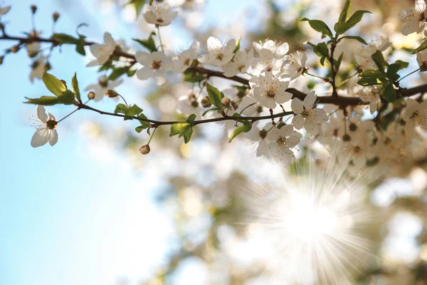 Blommande Gren Aprikos Träd Mot Blå Himmel — Stockfoto