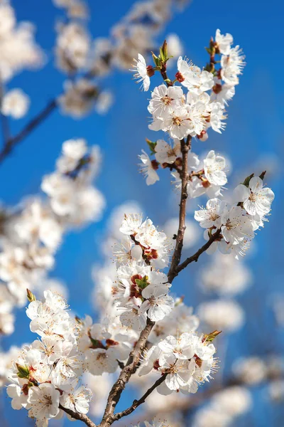 Blommande Gren Aprikos Träd Mot Blå Himmel — Stockfoto