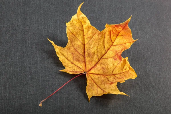 Дубовые Листья Клена Черном Фоне — стоковое фото