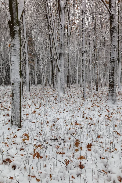 Winter Trees Snow Forest Landscape — Stock Photo, Image