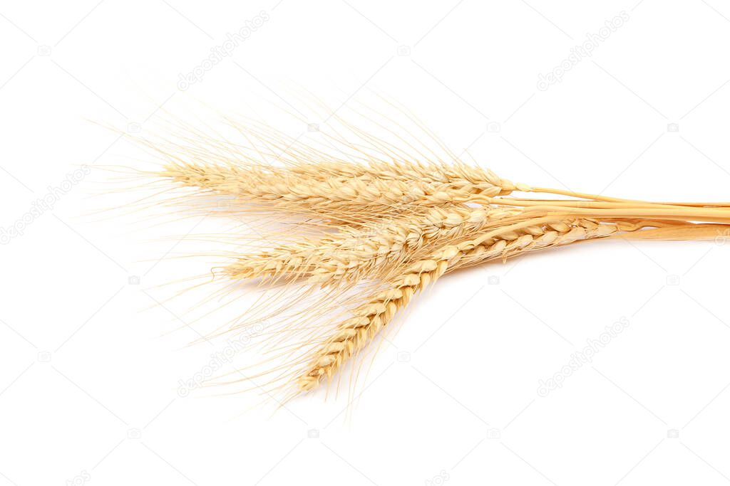 Sheaf of wheat ears isolated on white background.