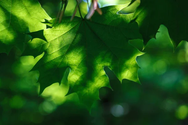 Feuilles Vertes Soleil Contre Ciel Bleu — Photo