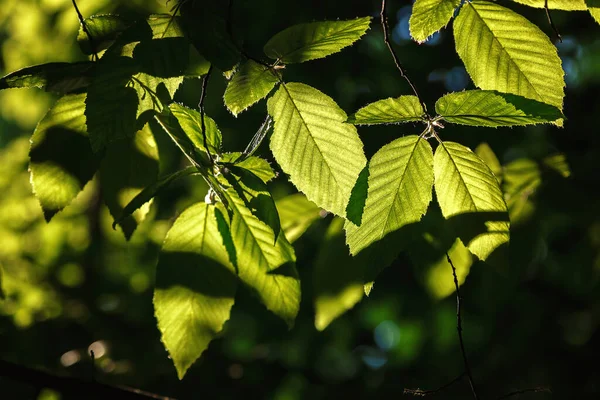 Groene Bladeren Het Zonlicht Tegen Een Blauwe Lucht — Stockfoto