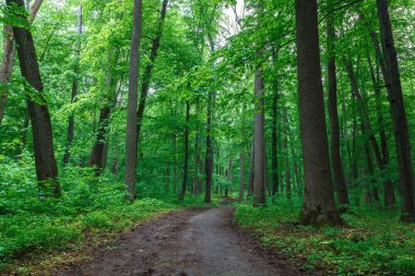 Yolları ve dereleri olan yeşil bahar yağmurlu ormanı.