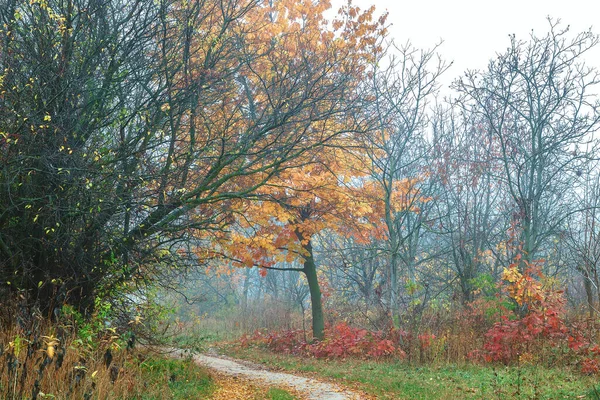 Old City Park Autumn Forest Fog Sunny Landscape — Stock Photo, Image
