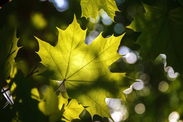 Grüne Blätter Sonnenlicht Vor Blauem Himmel — Stockfoto