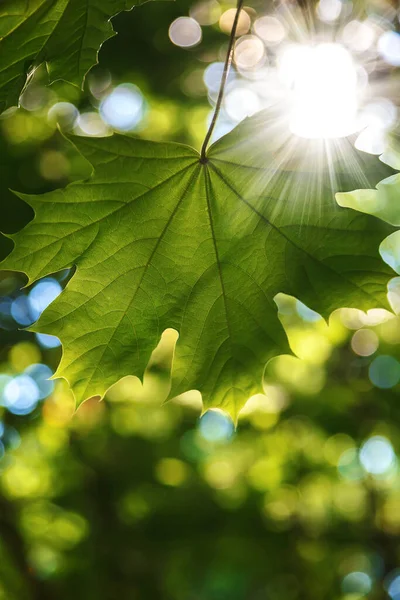 Feuilles Vertes Soleil Contre Ciel Bleu — Photo