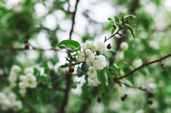 Blooming Apple Tree Spring Blossoming White Flowers Apple — Stock Photo, Image