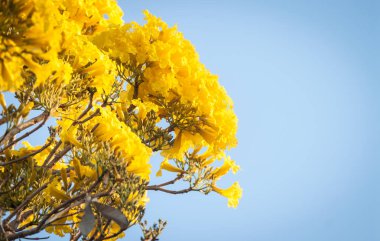 Sarı Pridiyathorn çiçek bahçesinde ev yan