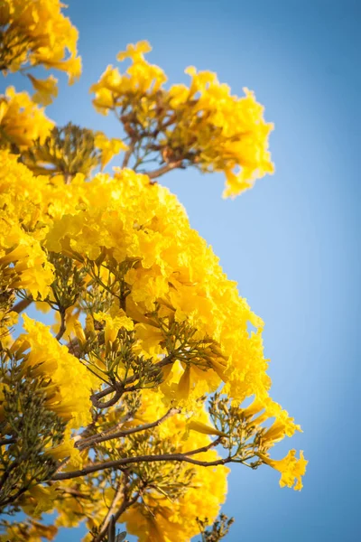 Sarı Pridiyathorn çiçek bahçesinde ev yan