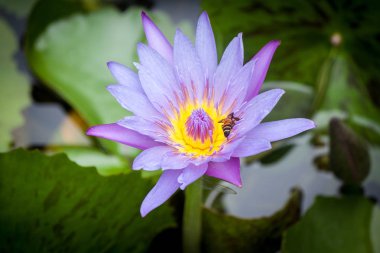 Lotus çiçeği chiangmai Tayland