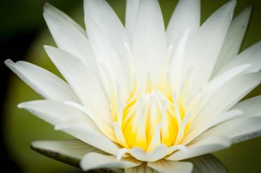 Lotus çiçeği chiangmai Tayland