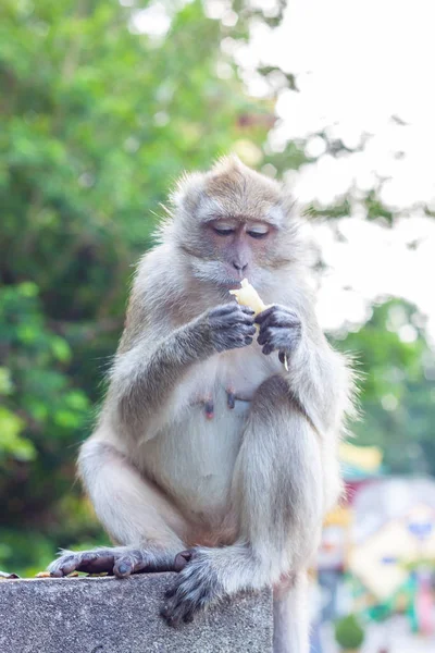 Macaco comendo banana — Fotografia de Stock