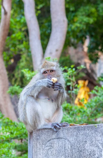 Macaco comendo banana — Fotografia de Stock