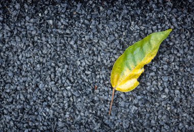 Tuğla Duvar Yeşil yapraklar