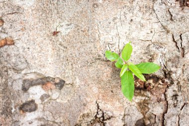 Tuğla Duvar Yeşil yapraklar