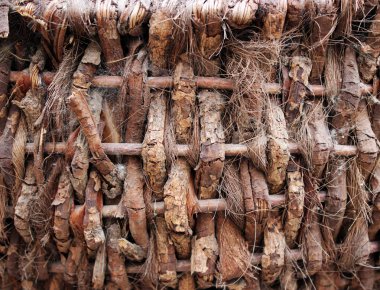 Palmiye ağacı kıllı kabuk dokusu