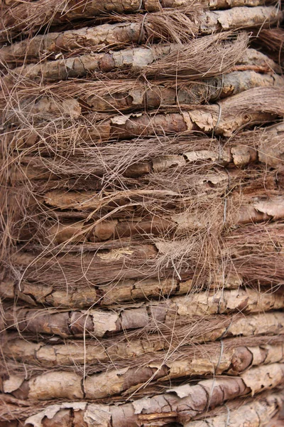 Palm  Tree hirsute bark texture — Stock Photo, Image