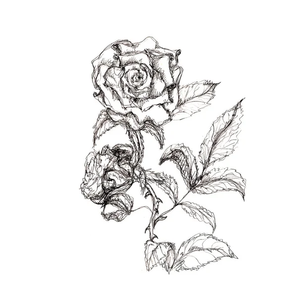 Hand Drawn Pen Ink Floral Artistic Sketch Isolated White — Stock Photo, Image