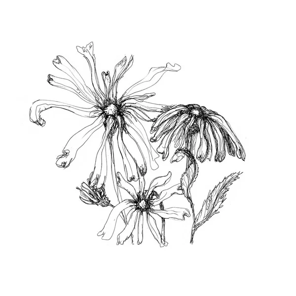 Hand Drawn Pen Ink Floral Artistic Sketch Isolated White — Stock Photo, Image