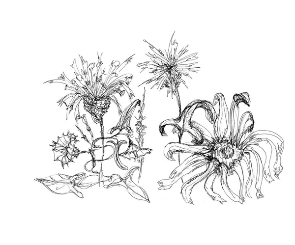 Çekilmiş Kalem Mürekkep Çiçek Sanatsal Kroki Üzerinde Beyaz Izole — Stok fotoğraf