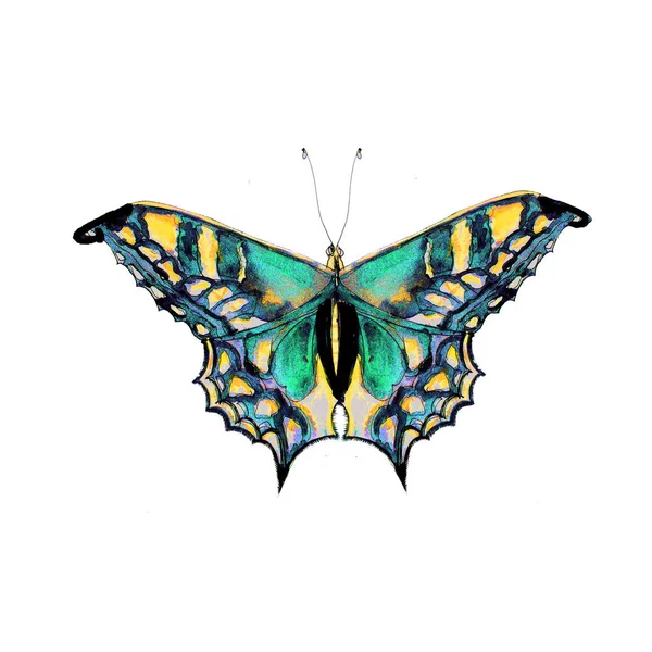 Giungla Hawaii Tropicale Acquerello Disegnato Mano Dipinto Colorato Farfalla Icona — Foto Stock