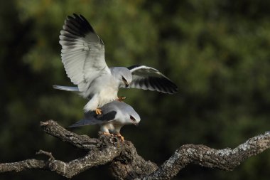 Uçurtma siyah kanatlı