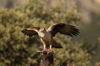 Bonell'ın kartal İspanya