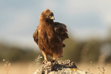 İspanya önyüklenen kartal
