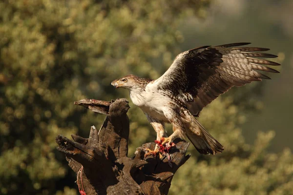 BONELL's eagle w Hiszpanii — Zdjęcie stockowe