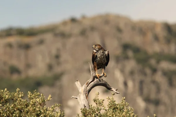 Bonelli's eagle — Stock Photo, Image