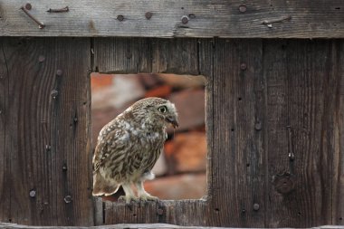 Kukumav yuva yakınındaki