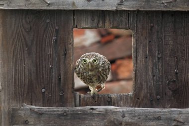 Little owl near the nest clipart